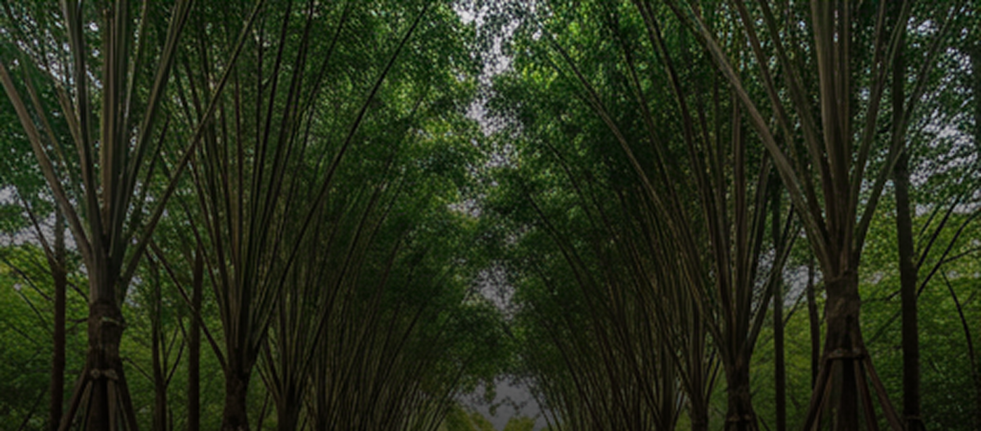 Hình ảnh chi tiết